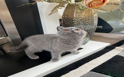 British Shorthair cats for sale: 🐈TOP QUALITY GCCF registered BRITISH SHORTHAIR✨ - Image 8