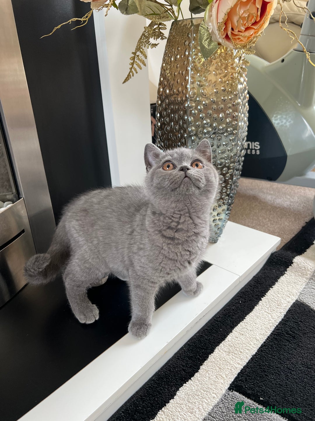 British Shorthair cats for sale: 🐈TOP QUALITY GCCF registered BRITISH SHORTHAIR✨ - Image 8