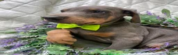 Dobermann dogs for sale: *KC REGISTERED* HEALTH TESTED DOBERMAN PUPPIES* - Advert 6