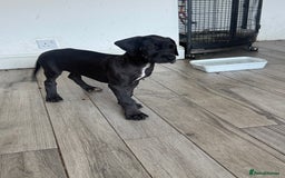 Great Dane dogs for sale: 7 left -12 beautiful Great Dane puppies black/blue - Image 3
