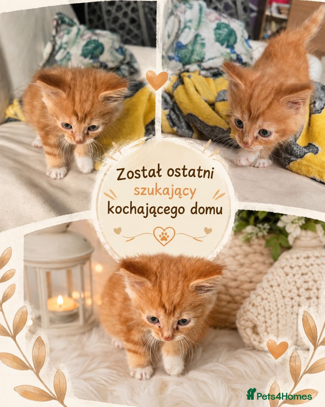 Mixed Breed cats Main Coon  - Advert 18