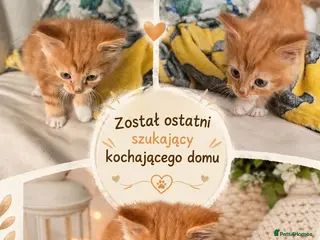 Mixed Breed cats Main Coon - Advert 18