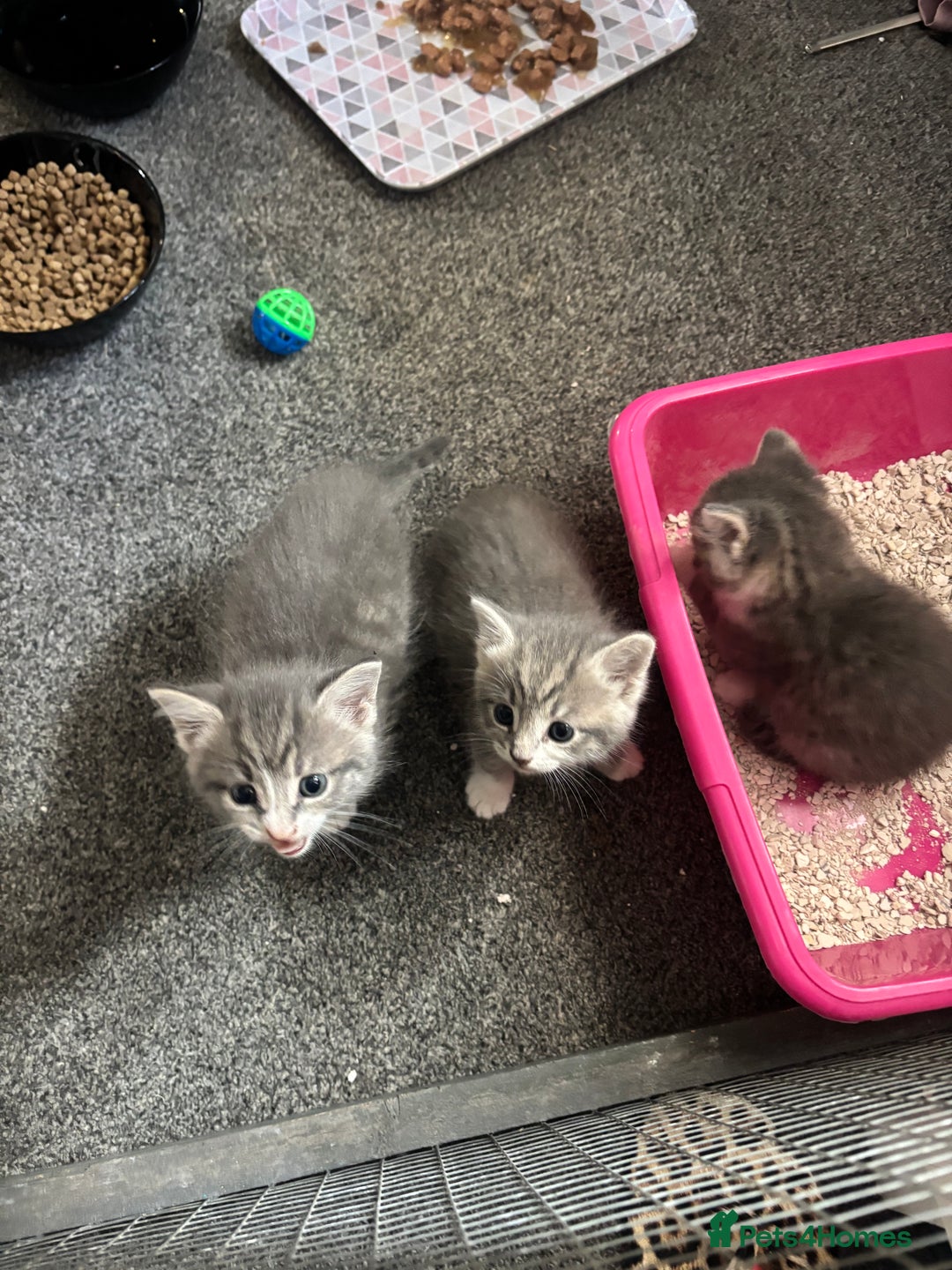 Mixed Breed cats for sale: Beautiful grey kittens - Image 5