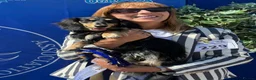 Miniature Dachshund dogs for stud: Longhaired Mini Dachshund Black&Cream Stud  - Advert 4