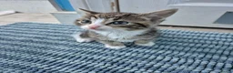 British Shorthair cats for sale: 3 beautiful kittens - Advert 11