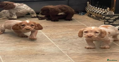 Cocker Spaniel dogs - Advert 8