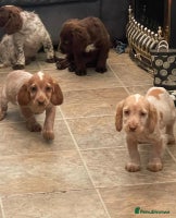 Cocker Spaniel dogs - Advert 8