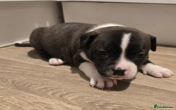 American Bull Staffy dogs for sale: Stunning litter of American bull x staffy puppys  - Advert 7