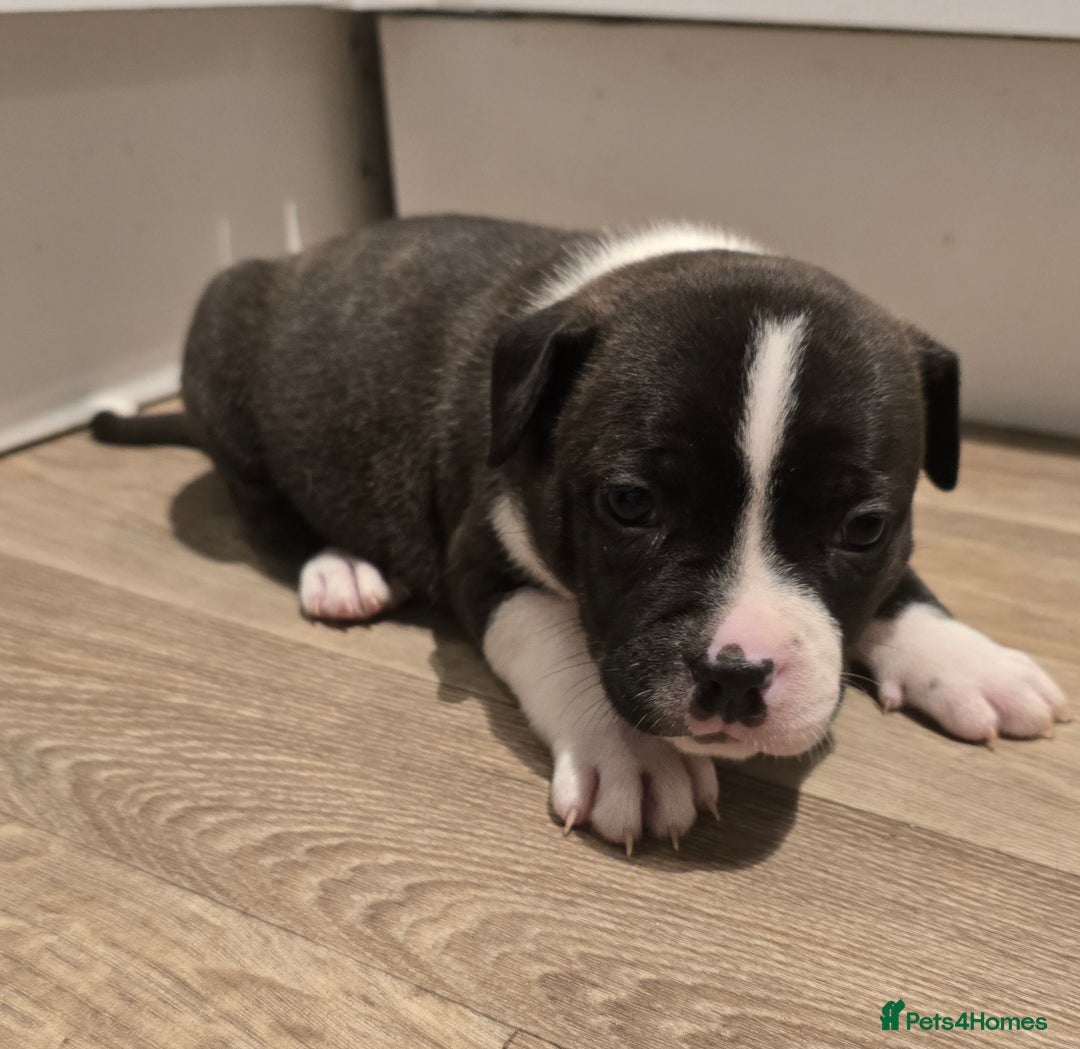 American Bull Staffy dogs for sale: Stunning litter of American bull x staffy puppys  - Advert 7
