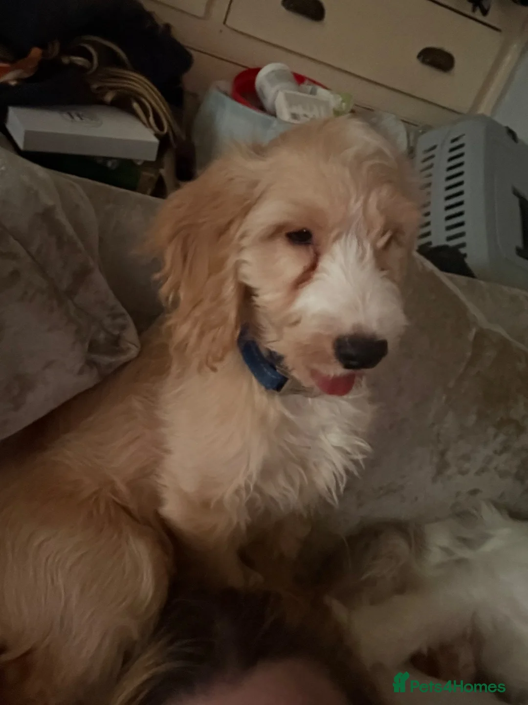 Cockapoo dogs for sale: 2 twin girls and a male  in Kidderminster - Advert 3