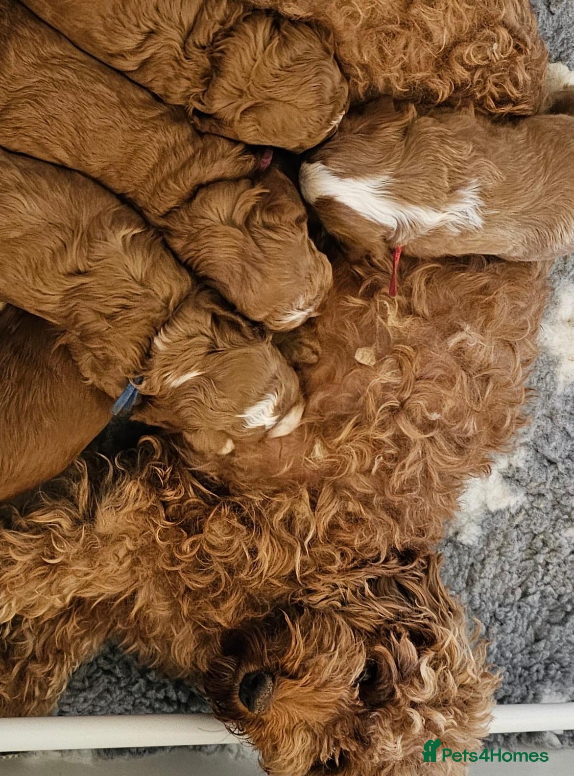 Australian Labradoodle dogs Stunning full Australian labradoodle puppies 🐶  - Advert 1