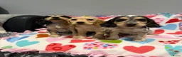 Cocker Spaniel dogs for sale: Gorgeous cocker spaniel pups ready to go  - Advert 7