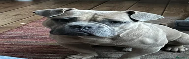 American Bully 1