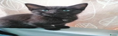 Kitten 1