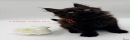 Maine Coon cats for sale: Maine coon kittens  - Advert 15