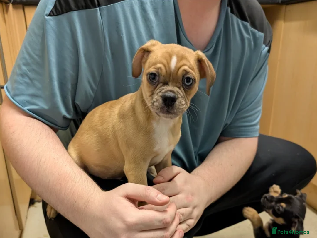 Jug dogs for sale: Irresistible Jug Puppies – Small Size, Big Hearts - Advert 2