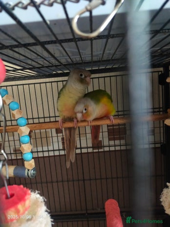 Conures birds - Advert 4