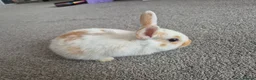 Mixed Breed rabbits for sale: 7 lovely mixed baby rabbits - Advert 9