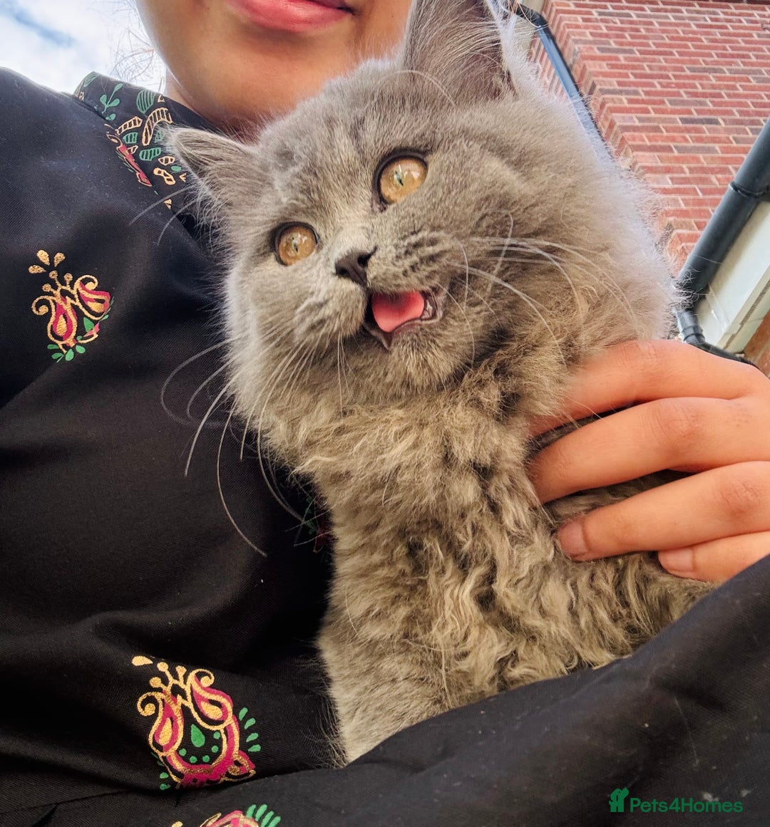 British Longhair cats for sale: Beautiful British Longhair Cat - Advert 6