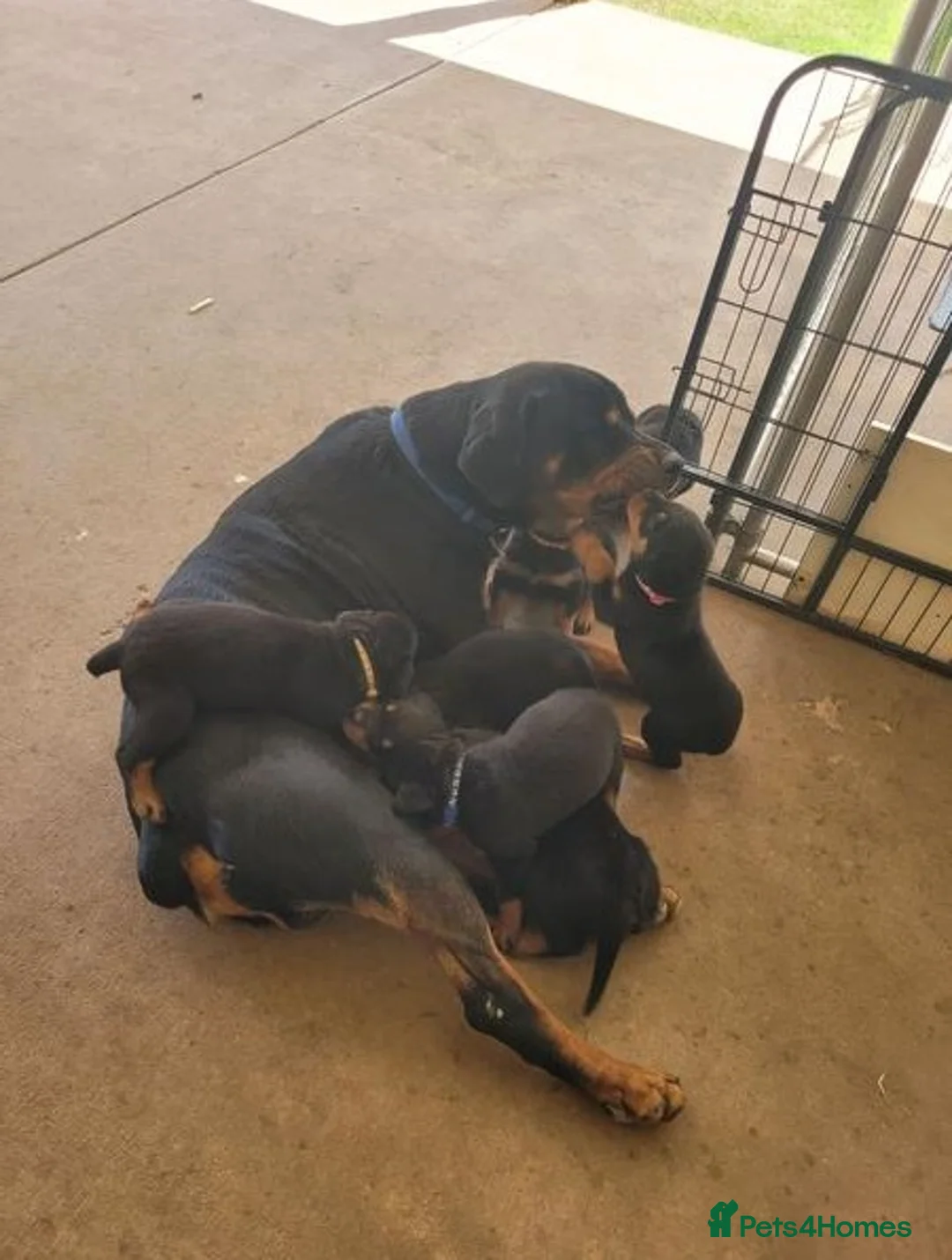 Rottweiler dogs for sale: Family raised prettiest rotties _ for new homes in Whitley Bay - Advert 7