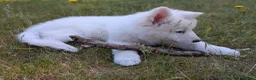 German Shepherd dogs for sale: White German shepherd KC - Advert 5