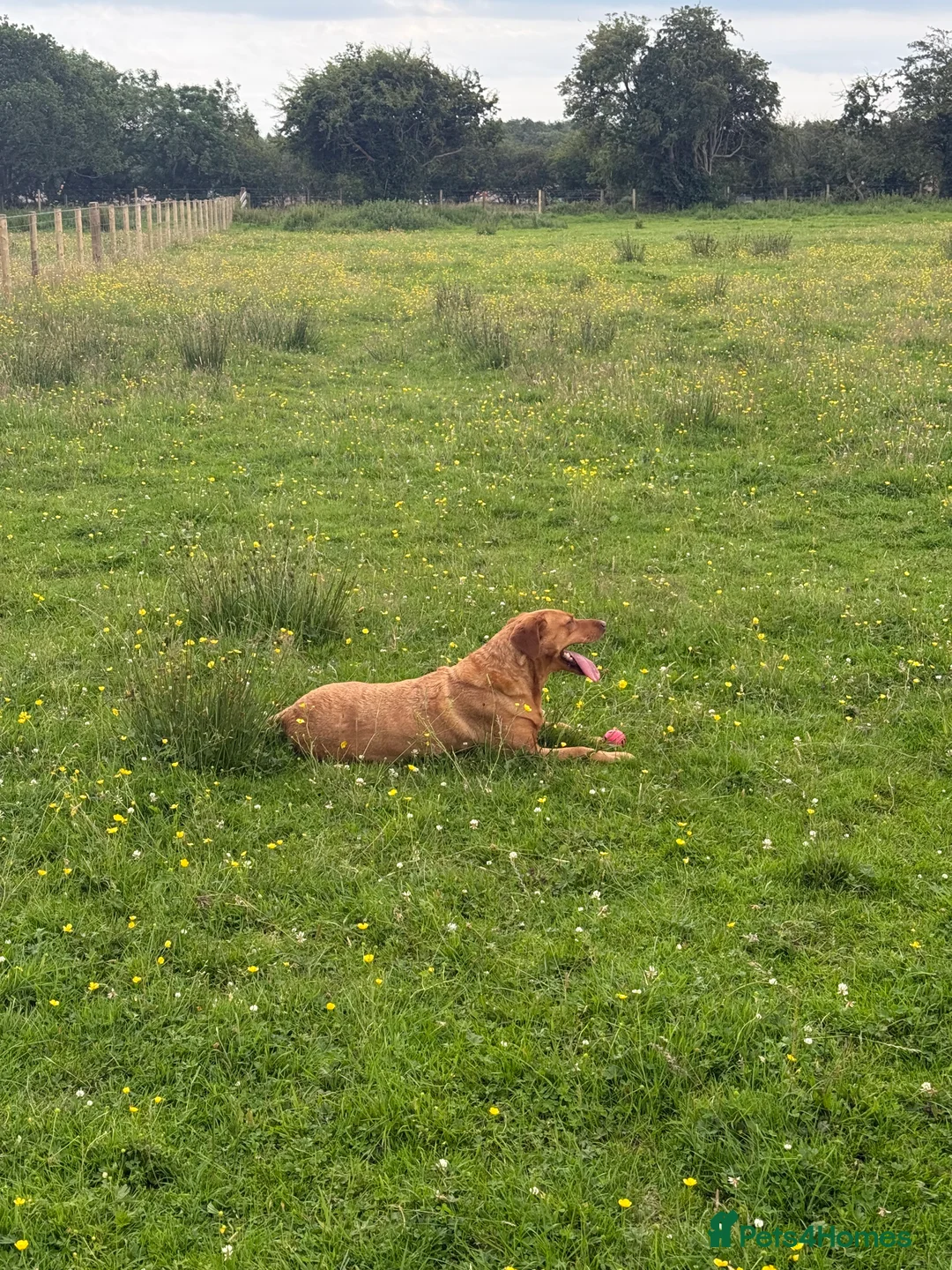 Labrador Retriever dogs for sale: Red fox Labrador girl for sale  in Carlisle - Advert 2