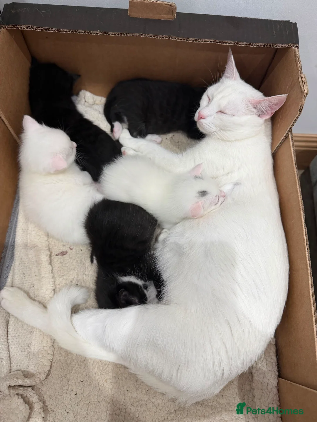 Mixed Breed cats for sale: 9 gorgeous tabby kittens - Advert 8