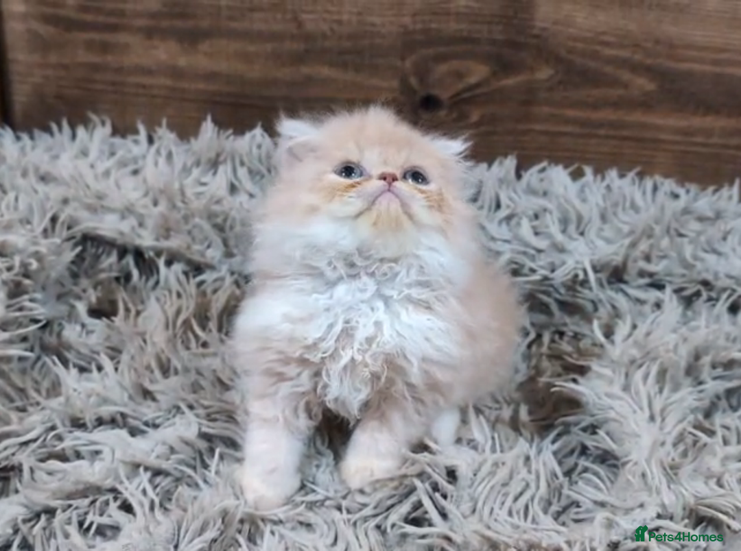 Persian cats for sale: Persian Kittens For Sale - Advert 21
