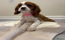 Cavalier King Charles Spaniel dogs for sale: Extensively health tested parent cavalier puppy’s  - Image 32