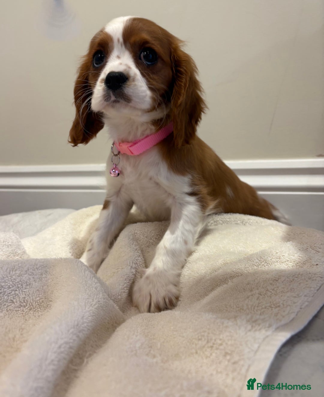 Cavalier King Charles Spaniel dogs for sale: Extensively health tested parent cavalier puppy’s  - Image 32