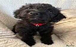 Mixed Breed dogs for sale: Patterdale cross - Image 10