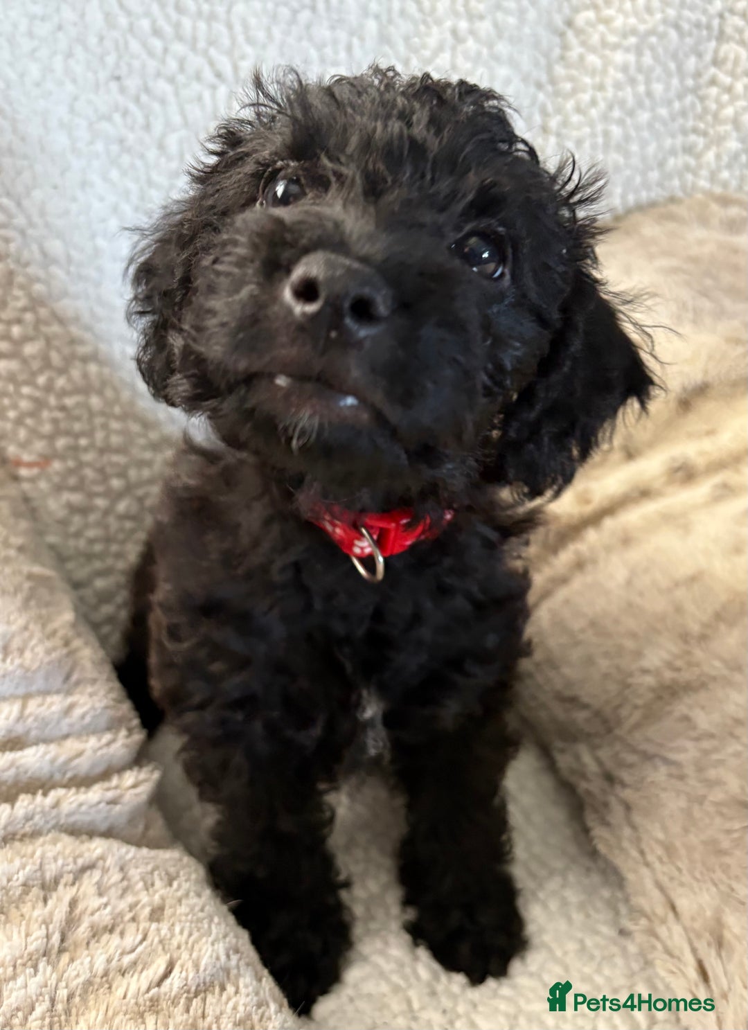 Mixed Breed dogs for sale: Patterdale cross - Image 10