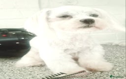 Mixed Breed dogs for sale: Maltipom  girl  - Advert 5