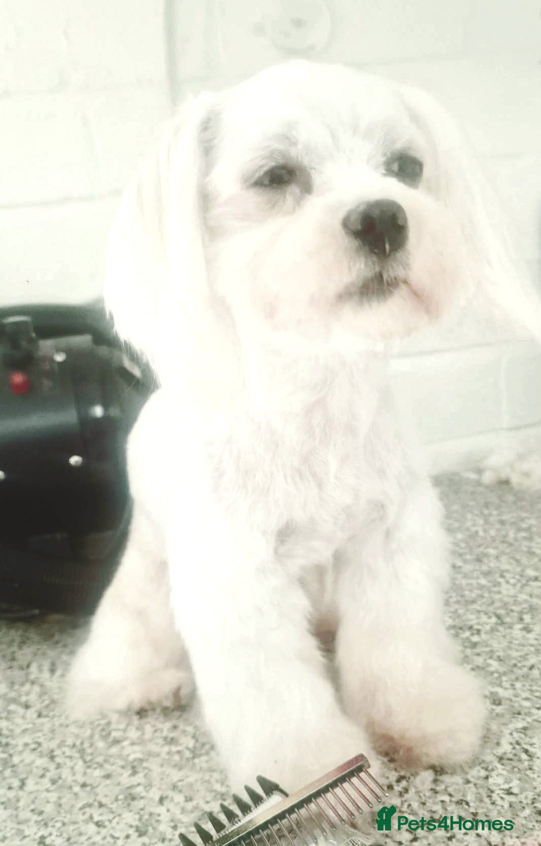 Mixed Breed dogs for sale: Maltipom  girl  - Advert 5