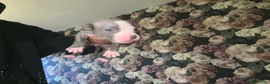 Mixed Breed triplet boy 6