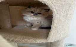 Ragdoll cats for sale: Meet Special Joy - Image 13