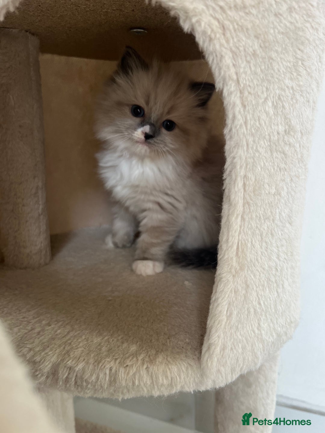 Ragdoll cats for sale: Meet Special Joy - Image 13