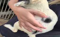 English Springer Spaniel dogs for sale: Springer spaniel pups ready now  - Image 12