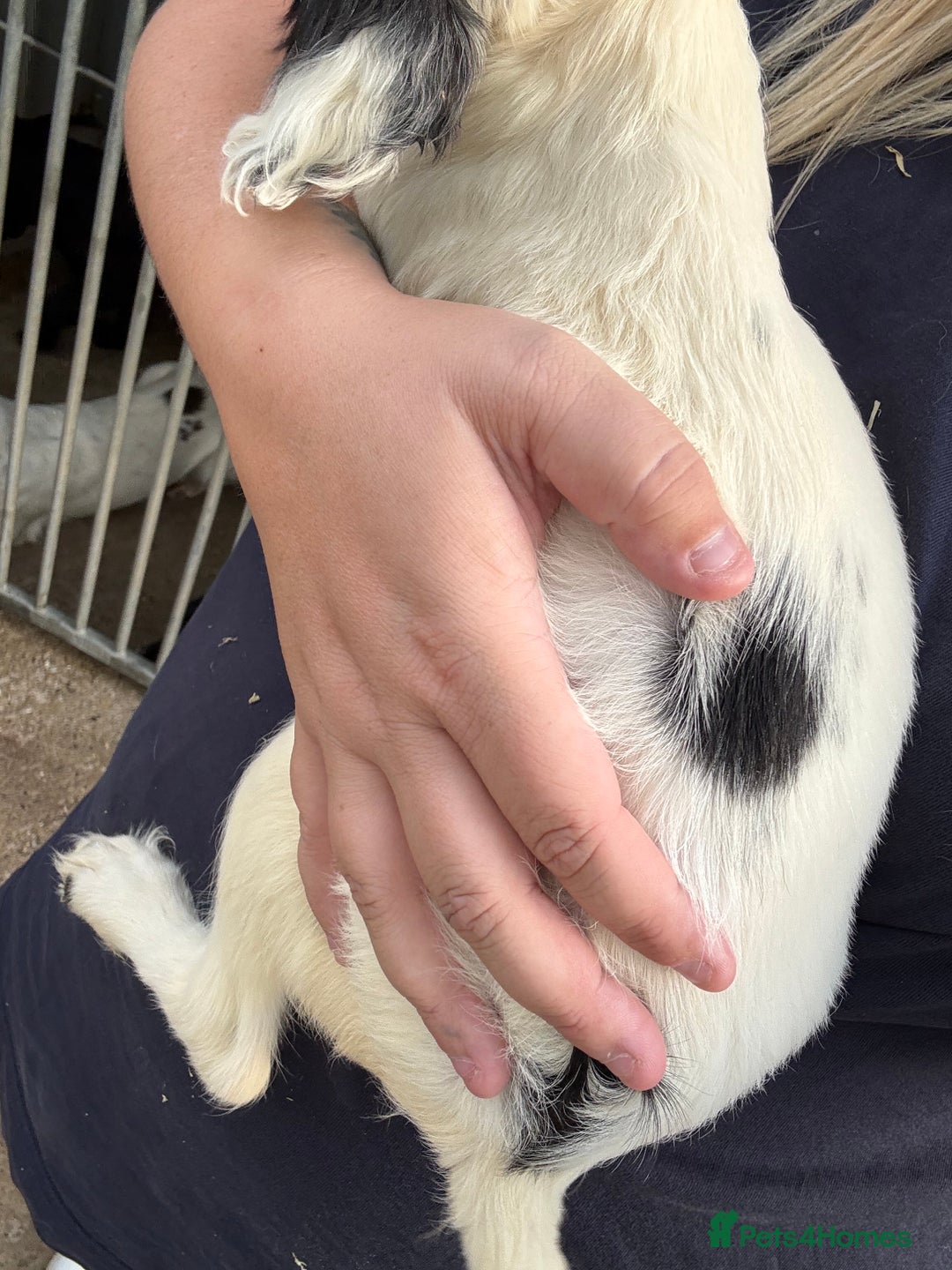 English Springer Spaniel dogs for sale: Springer spaniel pups ready now  - Image 12