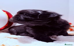 Shih Tzu dogs for sale: 3x Beautiful Pedigree Imperial Shih Tzu Girls - Advert 34