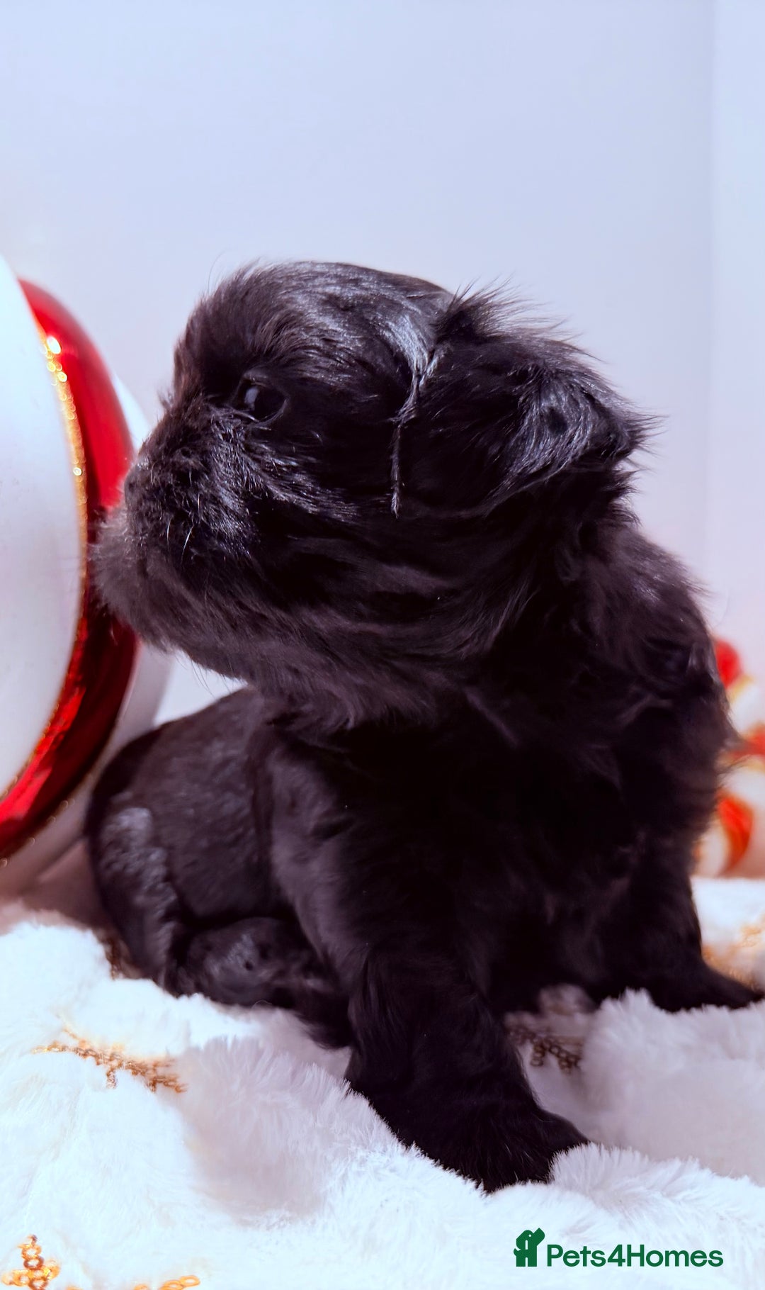 Shih Tzu dogs for sale: 3x Beautiful Pedigree Imperial Shih Tzu Girls - Advert 34