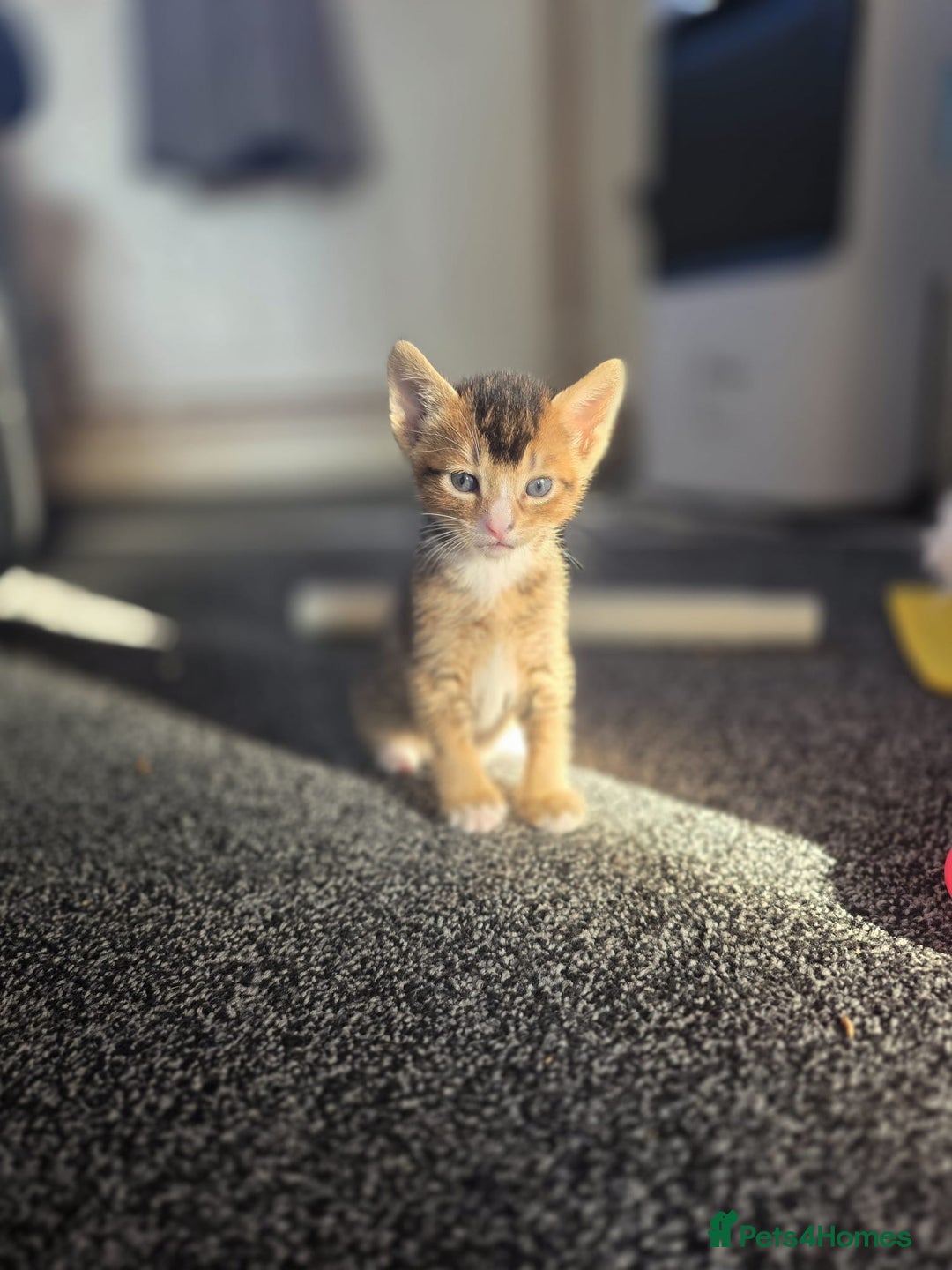 Abyssinian cats for sale: Abyssinian X Bengal Kittens - Image 6