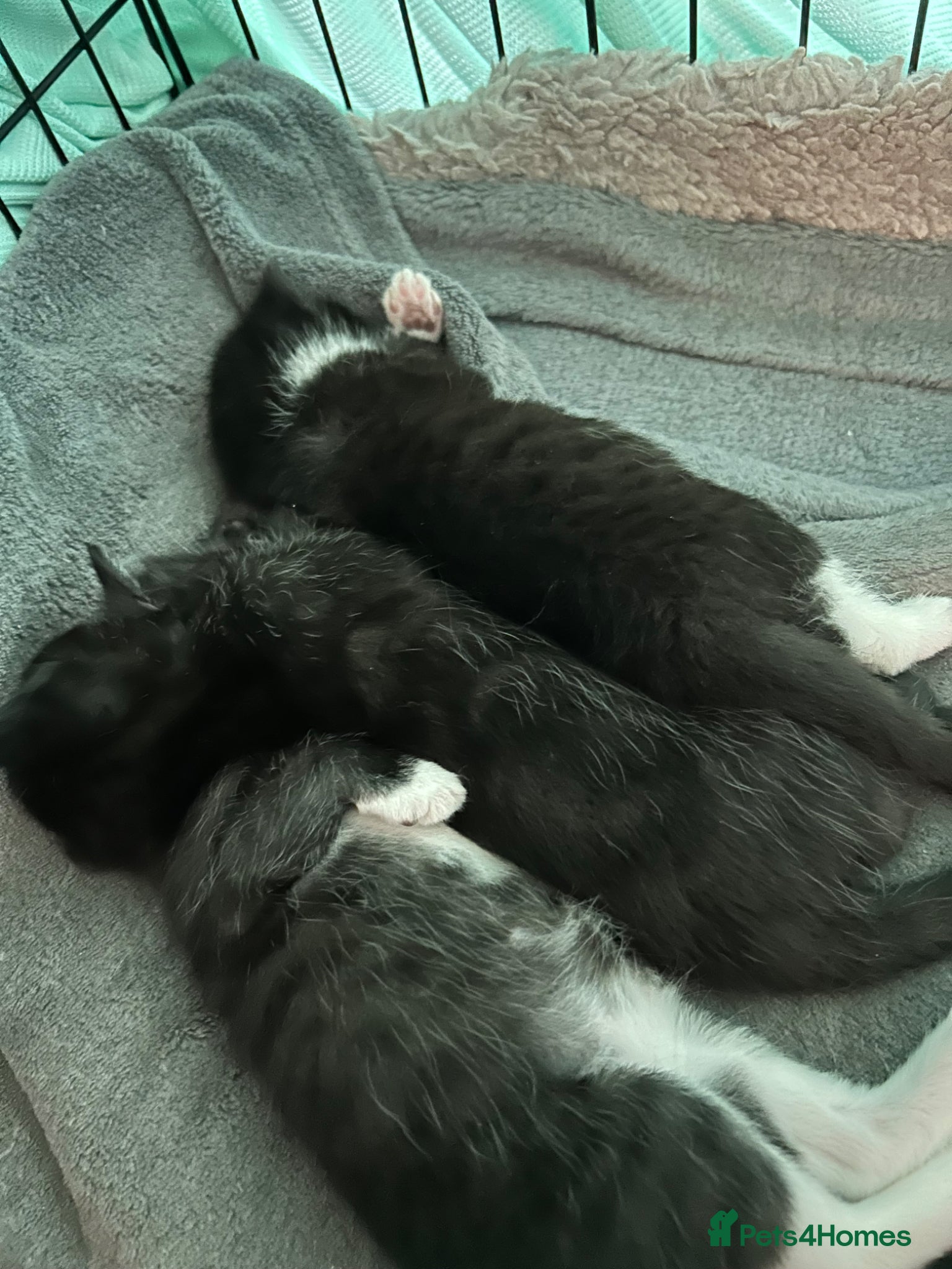 Mixed Breed cats for sale: beautiful kittens - Advert 11