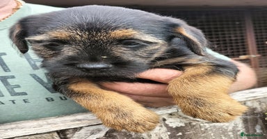 Border Terrier dogs - Advert 4