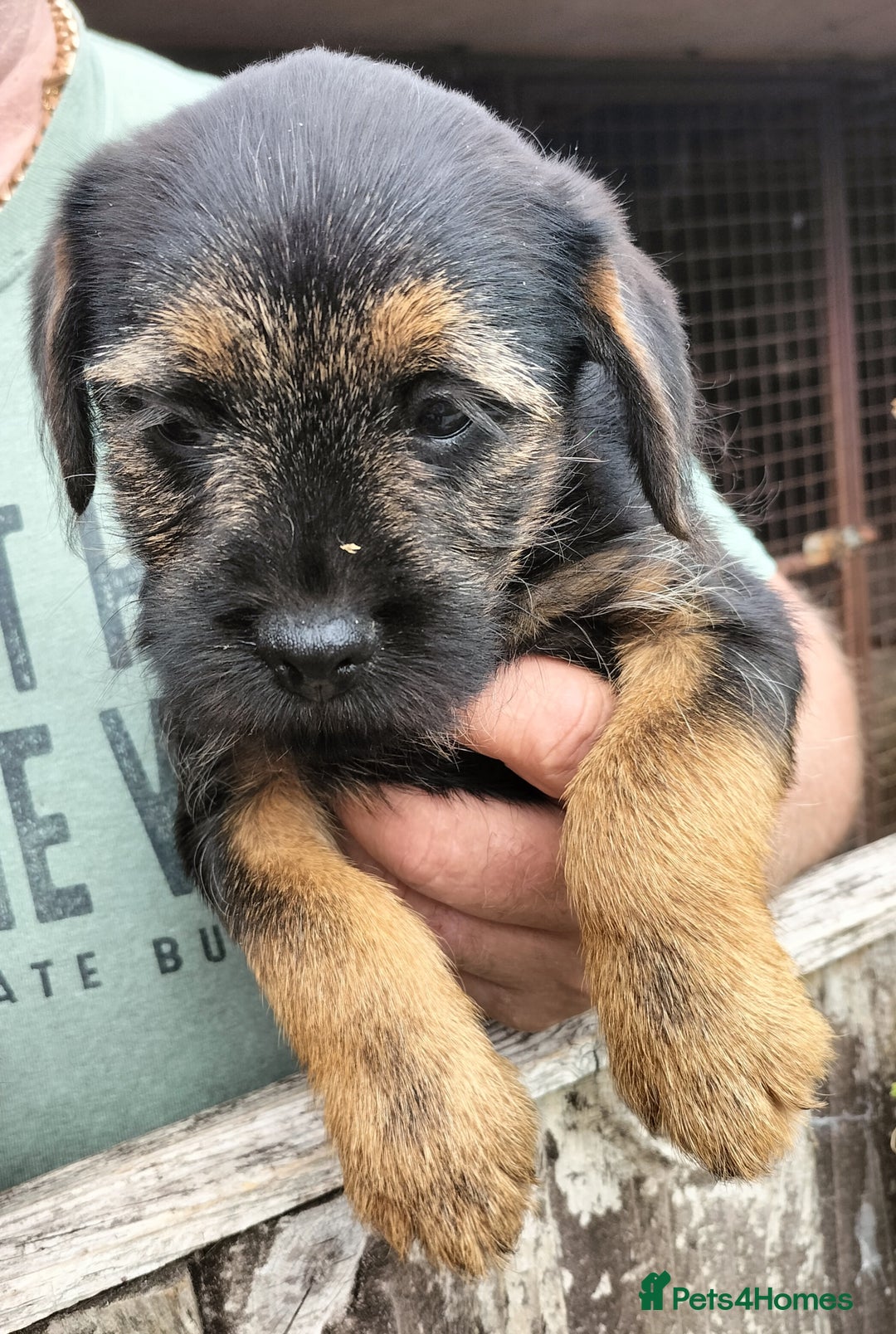 Border Terrier dogs for sale: Border terrier puppies  - Image 3