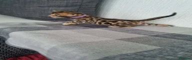 Bengal 1