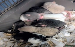Rat rodents for sale: Beautiful baby rats available to reserve soon.  - Image 1