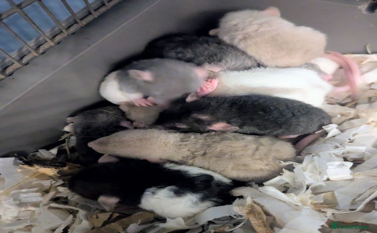 Rat rodents - Advert 1