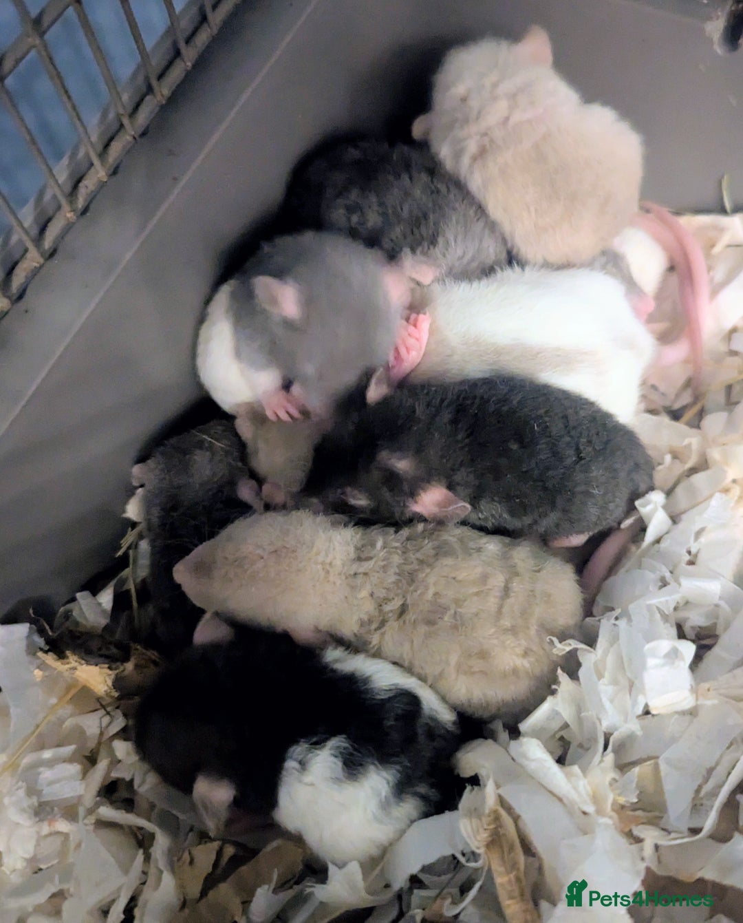 Rat rodents for sale: Beautiful baby rats available to reserve soon.  - Image 1