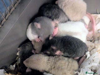 Rat rodents - Advert 3
